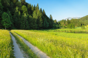Weg durch Blumenwiese am Geroldsee, Oberbayern, Bayern, Deutschland Weg durch Blumenwiese am Geroldsee, Oberbayern, Bayern, Deutschland