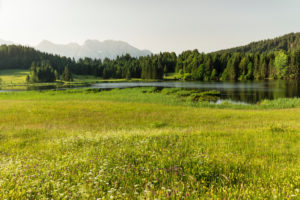 Blumenwiesen am Geroldsee gegen Karwendelgebirge, Oberbayern, Bayern, Deutschland Blumenwiesen am Geroldsee gegen Karwendelgebirge, Oberbayern, Bayern, Deutschland