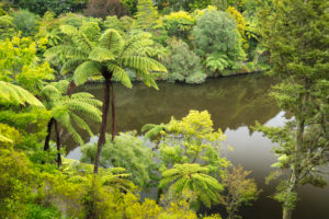 Pukekura Park, botanischer Garten, New Plymouth, Taranaki, Nordinsel, Neuseeland Pukekura Park, botanischer Garten, New Plymouth, Taranaki, Nordinsel, Neuseeland