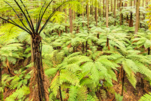The Redwoods in Whakarewarewa Forest, Rotorua, Bay of Plenty, Nordinsel, Neuseeland, Ozeanien The Redwoods in Whakarewarewa Forest, Rotorua, Bay of Plenty, Nordinsel, Neuseeland, Ozeanien