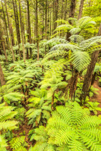 The Redwoods in Whakarewarewa Forest, Rotorua, Bay of Plenty, Nordinsel, Neuseeland, Ozeanien The Redwoods in Whakarewarewa Forest, Rotorua, Bay of Plenty, Nordinsel, Neuseeland, Ozeanien