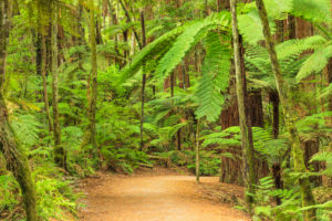 The Redwoods in Whakarewarewa Forest, Rotorua, Bay of Plenty, Nordinsel, Neuseeland, Ozeanien The Redwoods in Whakarewarewa Forest, Rotorua, Bay of Plenty, Nordinsel, Neuseeland, Ozeanien