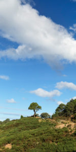 Einzelner Baum an der Küstenlandschaft nahe Hahei Village, Coromandel Peninsula, Waikatu, Nordinsel, Neuseeland Einzelner Baum an der Küstenlandschaft nahe Hahei Village, Coromandel Peninsula, Waikatu, Nordinsel, Neuseeland