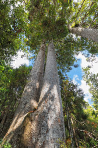Kauri-Bäume (Agatihis), Kauri Grove Lookout Walk, Waitako, Coromandel Peninsula, Nordinsel, Neuseeland, Ozeanien Kauri-Bäume (Agatihis), Kauri Grove Lookout Walk, Waitako, Coromandel Peninsula, Nordinsel, Neuseeland, Ozeanien