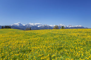Panorama of the Allgäu Alps near halch, Ostallgäu, Allgäu, Swabia, Bavaria, southern Germany, Germany, Europe Panorama of the Allgäu Alps near halch, Ostallgäu, Allgäu, Swabia, Bavaria, southern Germany, Germany, Europe