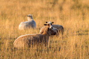 Sheep near Morsum, Sylt Island, Schleswig-Holstein, Germany