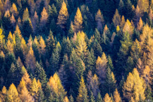 Mountain forest in autumn in Zillertal Alps, Mayrhofen, Tyrol, Austria, Europe