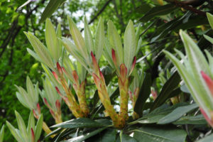 Bildagentur | mauritius images | Botanik, Rhododendron macabeanum, Triebe,