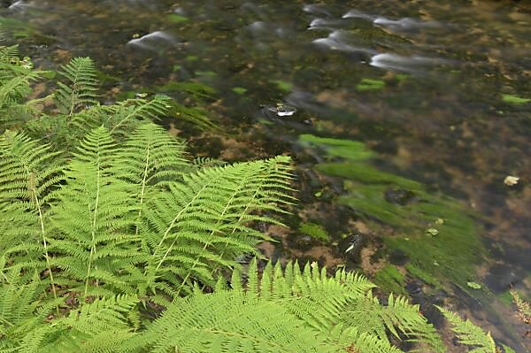 Bildagentur | mauritius images | Fluss, Farn, Wasser, flieen,