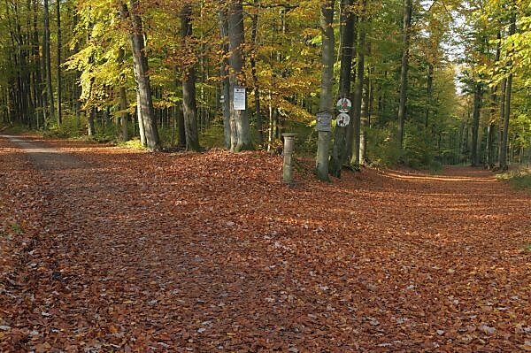 Bildagentur | mauritius images | Echterspfahl, Weggabelung, Wegweiser,  Buchen, Fagus sylvatica, Herbst, Deutschland, Bayern, Spessart,
