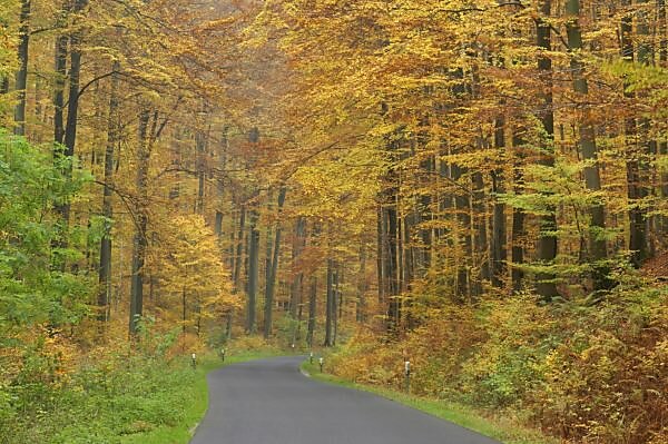 Bildagentur | mauritius images | Strae, Herbst, Buchenwald, Fagus  sylvatica, Wald, Deutschland, Spessart,