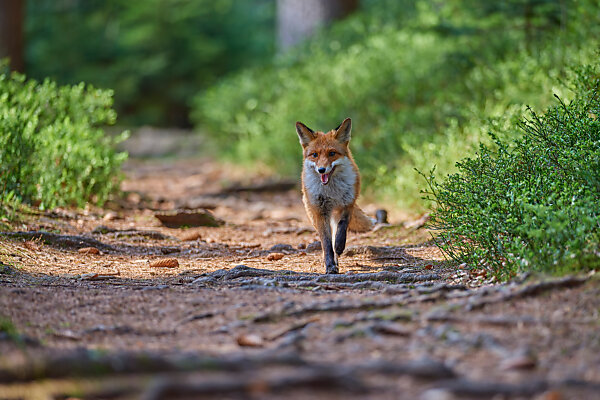 The Timid and Curious Red Fox - Nature Canada