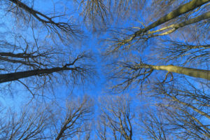 View in bald tree tops in winter, Milseburg, Danzwiesen, Rhoen Mountain, Hesse, Germany View in bald tree tops in winter, Milseburg, Danzwiesen, Rhoen Mountain, Hesse, Germany