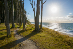 Footpath on the coast with sun, Ghost Forest (Gespensterwald), Nienhagen, Baltic Sea, Western Pomerania, Mecklenburg-Vorpommern, Germany Footpath on the coast with sun, Ghost Forest (Gespensterwald), Nienhagen, Baltic Sea, Western Pomerania, Mecklenburg-Vorpommern, Germany