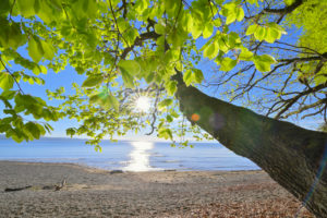 Lakeshore with tree and sun, Konstanz, Lake Constance, Baden-Württemberg, Germany Lakeshore with tree and sun, Konstanz, Lake Constance, Baden-Württemberg, Germany