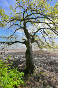 Lakeshore with tree, Konstanz, Lake Constance, Baden-Württemberg, Germany Lakeshore with tree, Konstanz, Lake Constance, Baden-Württemberg, Germany