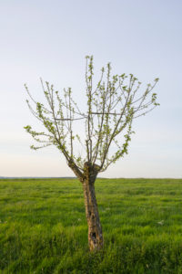 Apfelbaum, Wiese, Frühling, Vielbrunn, Michelstadt, Odenwald, Hessen, Deutschland Apfelbaum, Wiese, Frühling, Vielbrunn, Michelstadt, Odenwald, Hessen, Deutschland