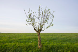 Apfelbaum, Wiese, Frühling, Vielbrunn, Michelstadt, Odenwald, Hessen, Deutschland Apfelbaum, Wiese, Frühling, Vielbrunn, Michelstadt, Odenwald, Hessen, Deutschland