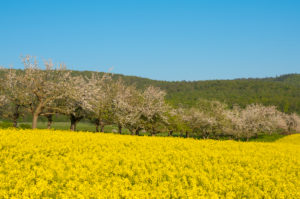 Apfelbaum, Baumreihe, Rapsfeld, Blüte, Frühling, Schmachtenberg, Spessart, Bayern, Deutschland Apfelbaum, Baumreihe, Rapsfeld, Blüte, Frühling, Schmachtenberg, Spessart, Bayern, Deutschland