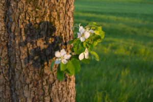 Apfelbaum, Blüte, Frühling, Schmachtenberg, Spessart, Bayern, Deutschland Apfelbaum, Blüte, Frühling, Schmachtenberg, Spessart, Bayern, Deutschland