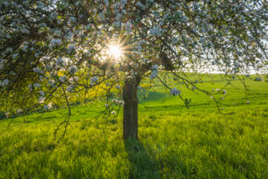 Apfelbaum, Blüte, Sonne, Frühling, Schmachtenberg, Spessart, Bayern, Deutschland Apfelbaum, Blüte, Sonne, Frühling, Schmachtenberg, Spessart, Bayern, Deutschland