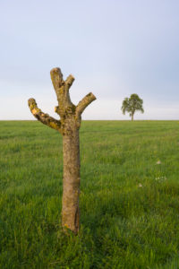 Apfelbaum, geschnitten, Wiese, Frühling, Vielbrunn, Michelstadt, Odenwald, Hessen, Deutschland Apfelbaum, geschnitten, Wiese, Frühling, Vielbrunn, Michelstadt, Odenwald, Hessen, Deutschland