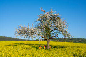 Apfelbaum, Rapsfeld, Blüte, Bienenkasten, Frühling, Schmachtenberg, Spessart, Bayern, Deutschland Apfelbaum, Rapsfeld, Blüte, Bienenkasten, Frühling, Schmachtenberg, Spessart, Bayern, Deutschland