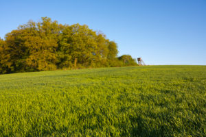 Getreidefeld, Wald, Frühling, Großheubach, Spessart, Bayern, Deutschland Getreidefeld, Wald, Frühling, Großheubach, Spessart, Bayern, Deutschland