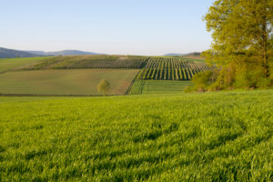 Landschaft, Getreidefeld, Wald, Frühling, Großheubach, Spessart, Bayern, Deutschland Landschaft, Getreidefeld, Wald, Frühling, Großheubach, Spessart, Bayern, Deutschland