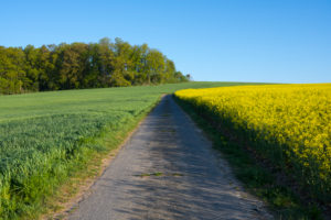Feldweg, Rapsfeld, Getreidefeld, Wald, Frühling, Großheubach, Spessart, Bayern, Deutschland Feldweg, Rapsfeld, Getreidefeld, Wald, Frühling, Großheubach, Spessart, Bayern, Deutschland