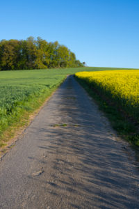 Feldweg, Rapsfeld, Getreidefeld, Wald, Frühling, Großheubach, Spessart, Bayern, Deutschland Feldweg, Rapsfeld, Getreidefeld, Wald, Frühling, Großheubach, Spessart, Bayern, Deutschland