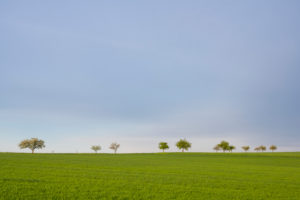 Wiese, Obstbaum, Frühling, Vielbrunn, Michelstadt, Odenwald, Hessen, Deutschland Wiese, Obstbaum, Frühling, Vielbrunn, Michelstadt, Odenwald, Hessen, Deutschland