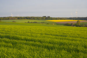Landschaft, Getreidefeld, Frühling, Vielbrunn, Michelstadt, Odenwald, Hessen, Deutschland Landschaft, Getreidefeld, Frühling, Vielbrunn, Michelstadt, Odenwald, Hessen, Deutschland