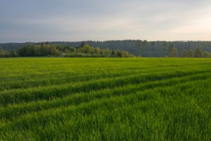Landschaft, Getreidefeld, Frühling, Vielbrunn, Michelstadt, Odenwald, Hessen, Deutschland Landschaft, Getreidefeld, Frühling, Vielbrunn, Michelstadt, Odenwald, Hessen, Deutschland