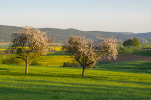 Landschaft, Apfelbaum, Blüte, Frühling, Schmachtenberg, Spessart, Bayern, Deutschland Landschaft, Apfelbaum, Blüte, Frühling, Schmachtenberg, Spessart, Bayern, Deutschland