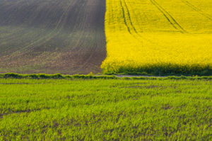 Feldlandschaft, Rapsfeld, Getreidefeld, Frühling, Großheubach, Spessart, Bayern, Deutschland Feldlandschaft, Rapsfeld, Getreidefeld, Frühling, Großheubach, Spessart, Bayern, Deutschland