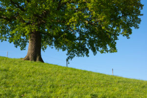 Meadow, oak, morning, spring, Odenwald, Hesse, Germany Meadow, oak, morning, spring, Odenwald, Hesse, Germany