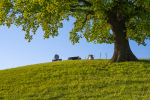 Meadow, oak, cow, morning, spring, Odenwald, Hesse, Germany Meadow, oak, cow, morning, spring, Odenwald, Hesse, Germany