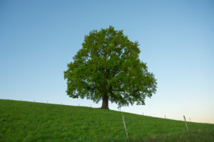 Oak, meadow, morning, spring, Odenwald, Hesse, Germany Oak, meadow, morning, spring, Odenwald, Hesse, Germany