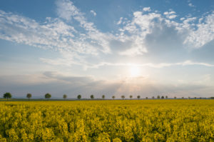 Rape field, row of trees, clouds, sunset, spring, Echzell, Wetterau, Hesse, Germany Rape field, row of trees, clouds, sunset, spring, Echzell, Wetterau, Hesse, Germany