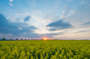 Rapsfeld, Baumreihe, Wolken, Sonnenuntergang, Frühling, Echzell, Wetterau, Hessen, Deutschland Rapsfeld, Baumreihe, Wolken, Sonnenuntergang, Frühling, Echzell, Wetterau, Hessen, Deutschland