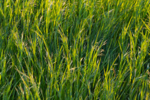 Gras, Frühling, Schmachtenberg, Spessart, Bayern, Deutschland Gras, Frühling, Schmachtenberg, Spessart, Bayern, Deutschland