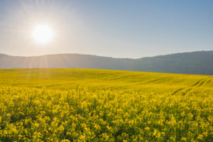 Rape field, sunrise, spring, Großheubach, Spessart, Bavaria, Germany Rape field, sunrise, spring, Großheubach, Spessart, Bavaria, Germany