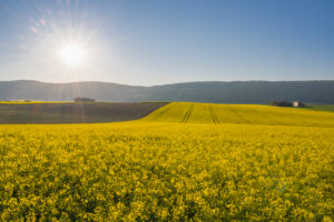 Rapsfeld, Sonnenaufgang, Frühling, Großheubach, Spessart, Bayern, Deutschland Rapsfeld, Sonnenaufgang, Frühling, Großheubach, Spessart, Bayern, Deutschland