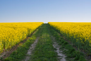 Feldweg, Rapsfeld, Frühling, Großheubach, Spessart, Bayern, Deutschland Feldweg, Rapsfeld, Frühling, Großheubach, Spessart, Bayern, Deutschland
