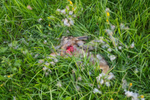 Brown hare, dead, meadow, spring, Vielbrunn, Michelstadt, Odenwald, Hesse, Germany Brown hare, dead, meadow, spring, Vielbrunn, Michelstadt, Odenwald, Hesse, Germany
