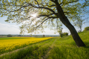 Oak, path, rape field, sunshine, spring, Mittlere Horloffaue, Unter-Widdersheim, Wetterau, Hesse, Germany Oak, path, rape field, sunshine, spring, Mittlere Horloffaue, Unter-Widdersheim, Wetterau, Hesse, Germany