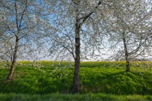Cherry tree, blossom, spring, Neudorf, Amorbach, Odenwald, Bavaria, Germany Cherry tree, blossom, spring, Neudorf, Amorbach, Odenwald, Bavaria, Germany