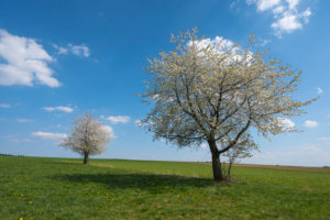 Cherry tree, blossom, meadow, spring, Vogelsberg, Hesse, Germany Cherry tree, blossom, meadow, spring, Vogelsberg, Hesse, Germany