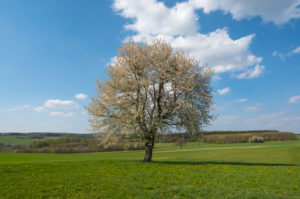 Cherry tree, blossom, meadow, spring, Vogelsberg, Hesse, Germany Cherry tree, blossom, meadow, spring, Vogelsberg, Hesse, Germany
